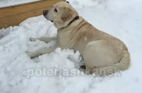 Пропала собака Сэм в районе сада Кирова, Новосибирск