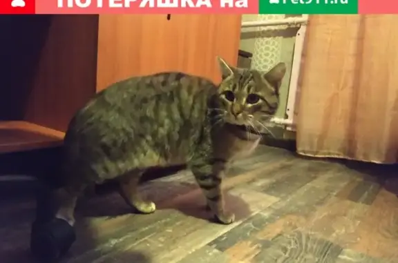 Найден полосатый кот на ул. Тельмана, СПб