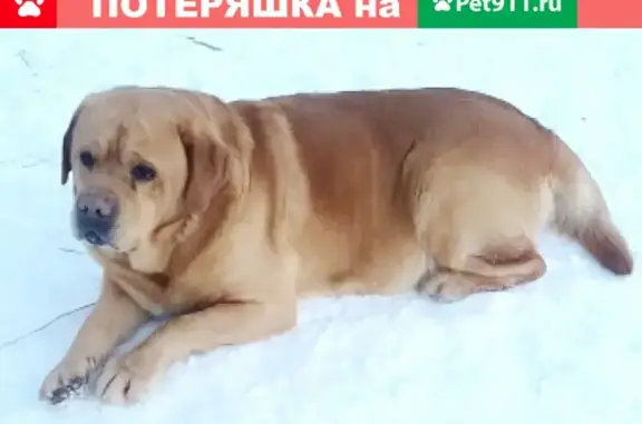 Найден здоровый пес на Звездной, Псков