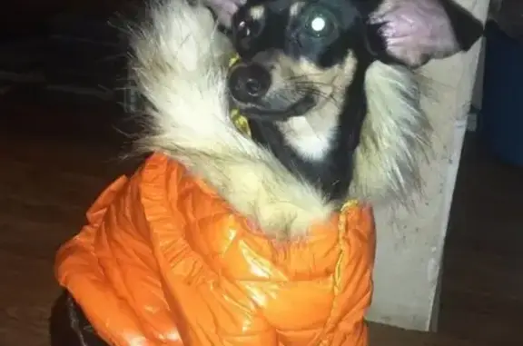 Пропала собака Мотя в Зеленогорске