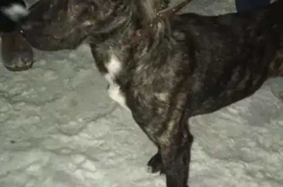 Собаки потеряшки, Высокий, фото: Потеряшка собака ТАНК в п.Высокий