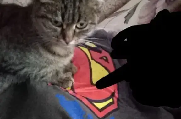 Пропала кошка в х. Зимняцком, ИРИСКА, черный ошейник