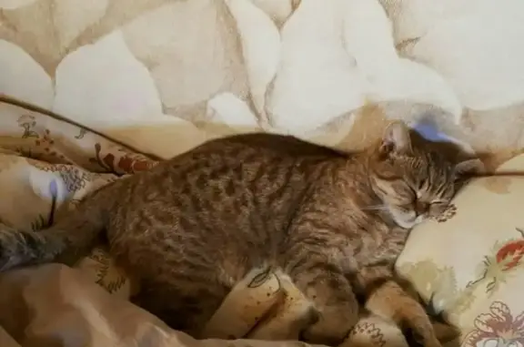 Кошки потеряшки, Тольятти, фото: Потеряшка кошка в СНТ Мелиоратор, Тольятти