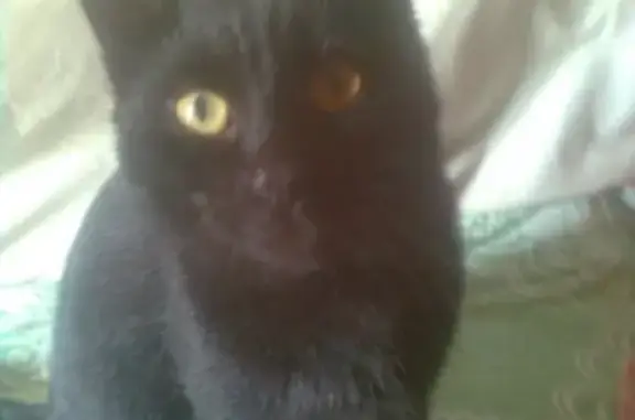 Пропал черный кот Барсик возле рынка в Вичуге, Ивановская область