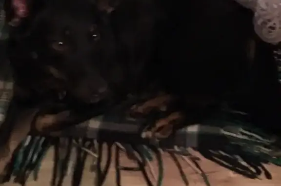 Найдена черная собака, скучает по хозяину в Оренбурге