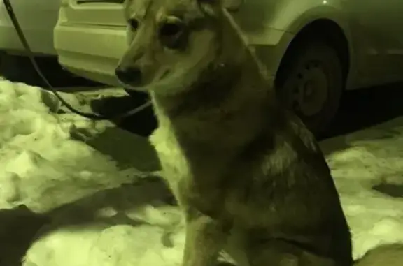 Найдена собака в ЮЗ районе Ставрополя, контакты в описании