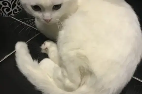 Найден белый кот на Гафиатуллина 2а, контакт Светлана https://vk.com/svetlanatishenkova