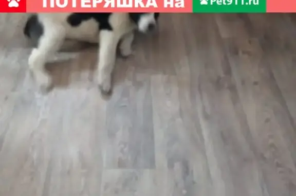 Пропал щенок с адресом: Щорса 89, Комсомольск-на-Амуре