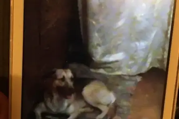 Пропала собака на улице Каберова-Власьевской, Великий Новгород
