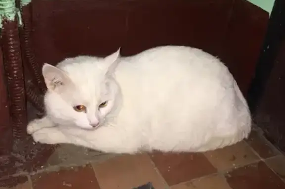 Найдена кошка в районе Выхино, ул. Ташкентская, 36к2