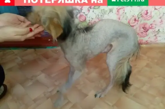 Найдена собака в Татарской Тавле