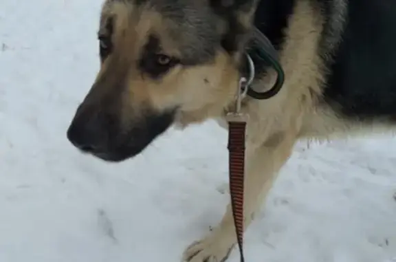 Найдена собака в Солнечногорске, М.о.