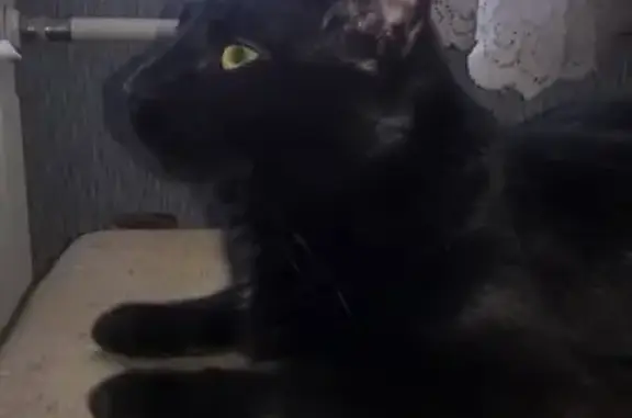 Найден чёрный кот в Протвино, ул. Московская.