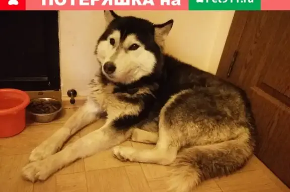 Найдена собака на пер. Истомина, Батайск, Ростовская обл.