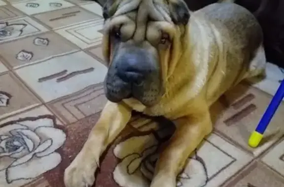 Пропала собака Вальтер в Улан-Удэ, Республика Бурятия