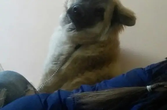 Пропала собака в районе Мархи, Якутск