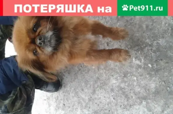 Пропала собака в селе Белый Яр, Республика Хакасия