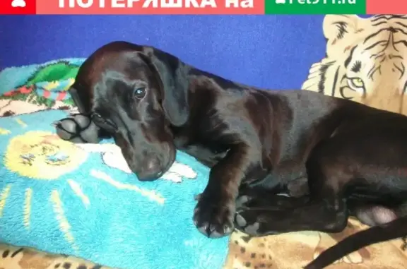 Пропала собака Чип на набережной Свободы, Вологодская область