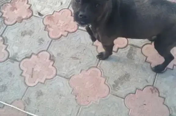 Найдена собака, ищем хозяев в Краснодарском крае