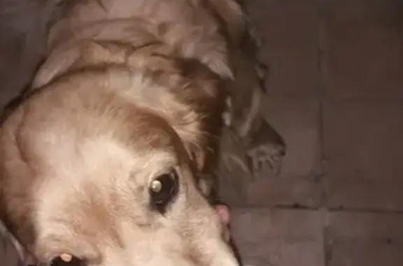 Найдена золотистая собака в Сургуте, ищем хозяина!
