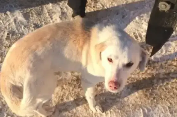 Найдена собака возле торговых рядов на ул. Орджоникидзе
