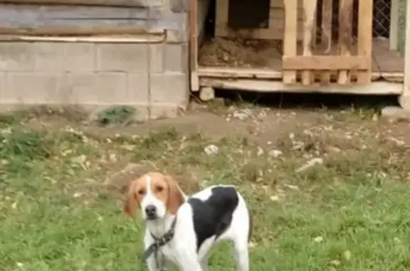 Пропала собака Англо-Русская Гончая в Кашине, Тверская область