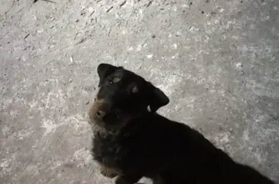 Пропала собака в Минусинске