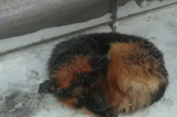 Найдена собака на улице Кулахметова