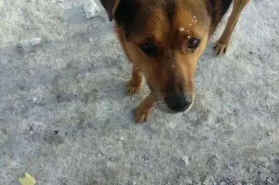 Найдена собака на Главной улице