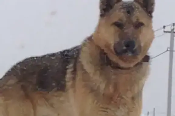Пропала собака в Горном Щите летом: ищут песика.