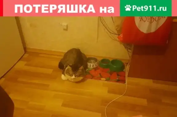 Пропала кошка на ул. Тургенева, 7 в Ступино, МО.