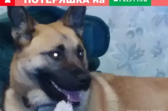 Найдена домашняя собака на ул. Мамина-Сибиряка