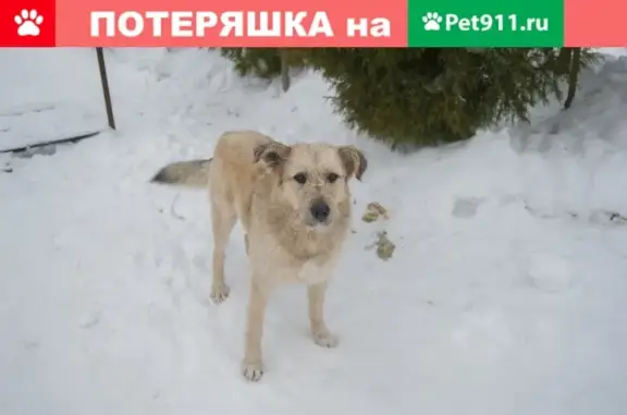 Найдена собака в деревне Лазаревка, Каширского района