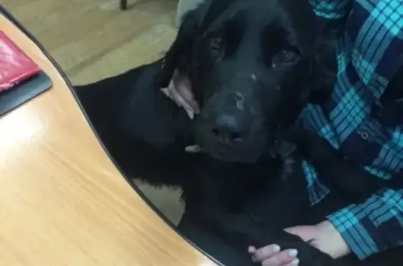Собака найдена на улице Бабушкина в Балахне с раной на животе