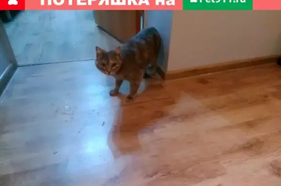 Найдена кошка на ул. Ленинской, Самара