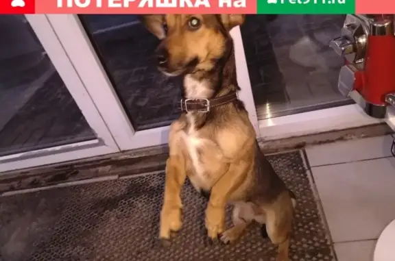 Найден пёс у ЖД вокзала в Кирове