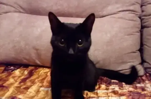 Найдена черная кошка на улице Елизаровых 16