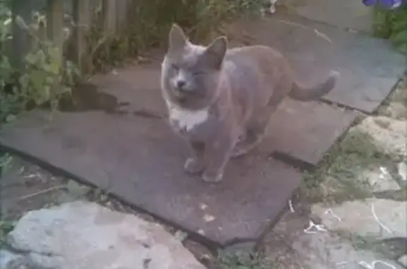 Пропал кот на Пугачевской улице в Бугуруслане