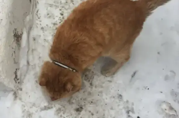 Найден рыжий кот возле Сухэ-Батора в Барнауле