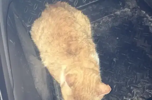 Найдена рыжая кошка на улице Магистральной, Бережок, дом 25