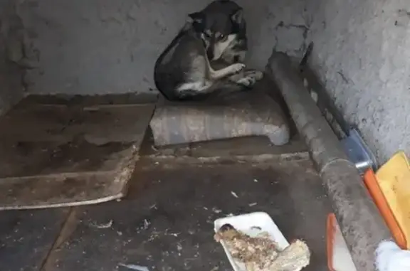 Найден пёс в Кирове, возможно потерянный!