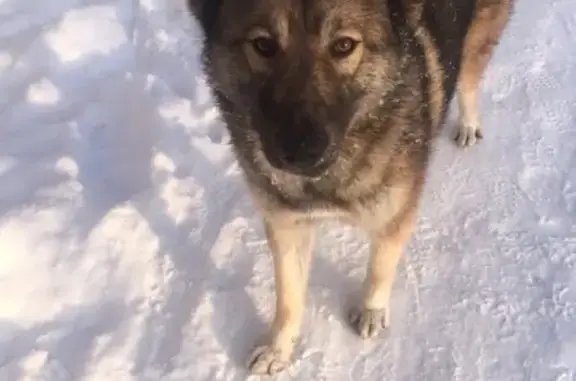 Найдена собака на Мелентьевой в Петрозаводске