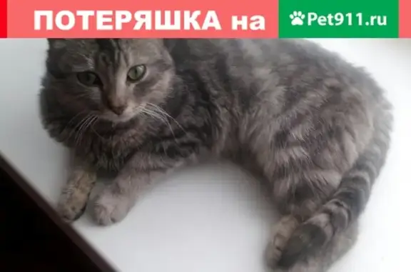 Найден кот на Радищева 6