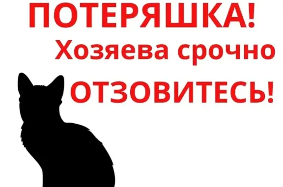Найден маскарадный кот в Серпухове.