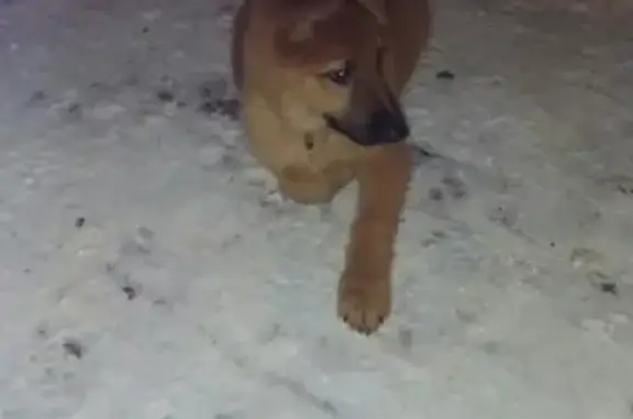 Пропала собака в Наро-Фоминске, Московская область