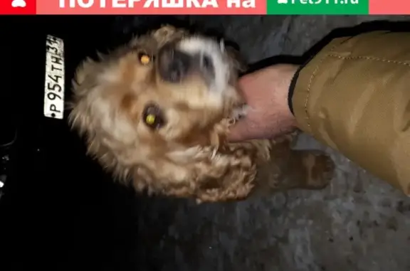 Собака кокер спаниель найдена в Белгородской области, Старом Осколе, микрорайоне Солнечный, 7А.