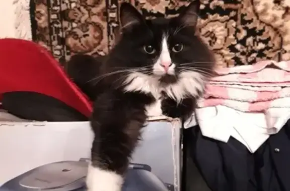 Потерянные животные Ярославль, фото: Пропала кошка Пуша на улице Жукова, район Пятерки, вознаграждение гарантировано.