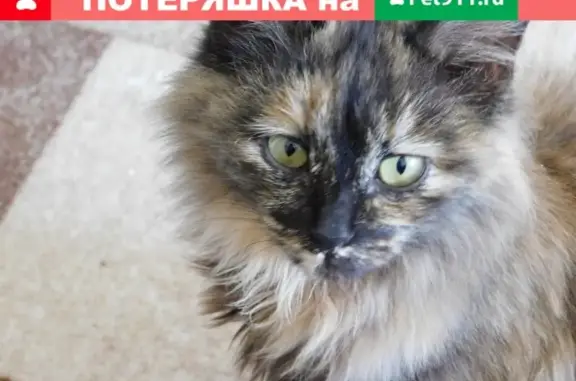 Пропала кошка на ул. Матросова, Октябрьский район