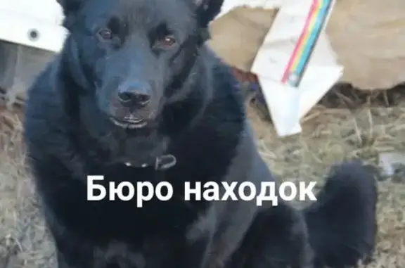 Пропала собака Тимофей в районе Заречного, Архангельск