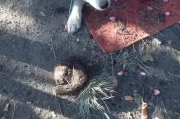 Пропала собака по адресу Сенная 10 в Новошахтинске